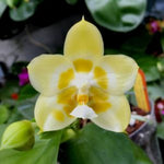 Carica l&#39;immagine nel visualizzatore Galleria, Phalaenopsis Yaphon Gelacea &#39;Peter 3&#39; Mainshow
