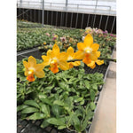 Carica l&#39;immagine nel visualizzatore Galleria, Phalaenopsis Yaphon Cupid
