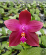 Load image into Gallery viewer, Phalaenopsis Yaphon Sensational (LD&#39;s Bear King × Corning&#39;s Violet)

