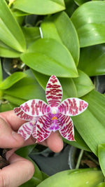 Carica l&#39;immagine nel visualizzatore Galleria, Phalaenopsis (amboinensis x mariae) x hieroglyphica
