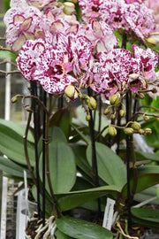 Phalaenopsis Athena