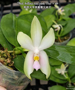 Carica l&#39;immagine nel visualizzatore Galleria, Phalaenopsis bellina var. pink &#39;Fire&#39;
