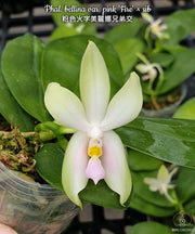 Phalaenopsis bellina var. pink 'Fire'