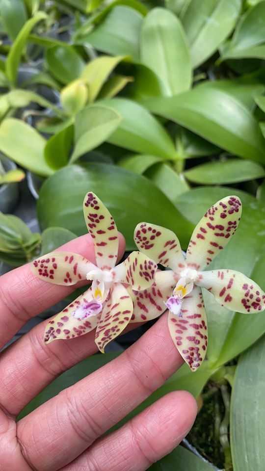 Phalaenopsis doweryensis x Phal. tetraspis f. speciosa