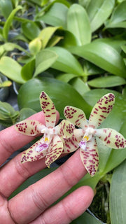 Phalaenopsis doweryensis x Phal. tetraspis f. specious