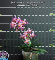 Phalaenopsis equestris '996' (peloric - 3 lips)