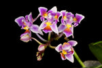 Load image into Gallery viewer, Phalaenopsis equestris var. peloric - 3 lips