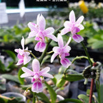 Carica l&#39;immagine nel visualizzatore Galleria, Phalaenopsis equestris × deliciosa
