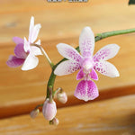 Carica l&#39;immagine nel visualizzatore Galleria, Phalaenopsis equestris × deliciosa
