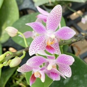 Phalaenopsis Bernice Maskin (gigantea 'Jumbo Libra' × equestris)