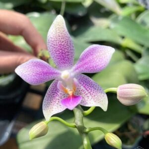 Phalaenopsis Bernice Maskin (gigantea 'Jumbo Libra' × equestris)