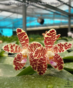 Carica l&#39;immagine nel visualizzatore Galleria, Phalaenopsis Gentleman Jack (gigantea &#39;Jumbo Orchids&#39; × tetraspis &#39;C1&#39;)
