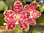 Carica l&#39;immagine nel visualizzatore Galleria, Phalaenopsis Gentleman Jack (gigantea &#39;Jumbo Orchids&#39; × tetraspis &#39;C1&#39;)
