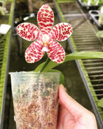 Carica l&#39;immagine nel visualizzatore Galleria, Phalaenopsis Gentleman Jack (gigantea &#39;Jumbo Orchids&#39; × tetraspis &#39;C1&#39;)
