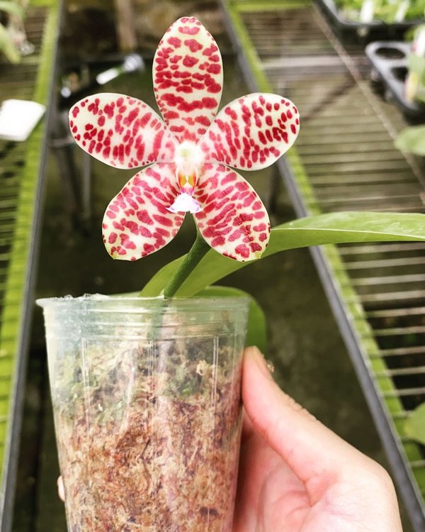 Phalaenopsis Gentleman Jack (gigantea 'Jumbo Orchids' × tetraspis 'C1')