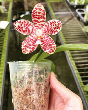 Phalaenopsis Gentleman Jack (gigantea 'Jumbo Orchids' × tetraspis 'C1')