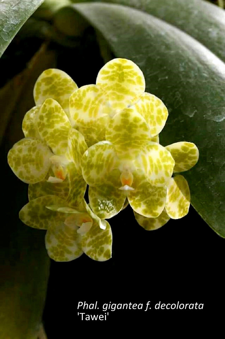 Phalaenopsis gigantea f. decolorata 'Tawei'