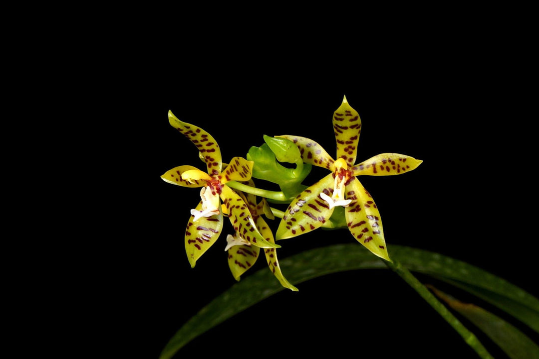 Phalaenopsis lamelligera