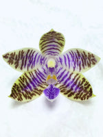 Carica l'immagine nel visualizzatore Galleria, Phalaenopsis lueddemanniana f. coerulea 'Blue Duke' (Clone) Mainshow