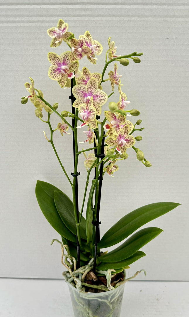 Phalaenopsis Little Freckles (Phal. Pikachu x Odorion)
