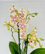 Load image into Gallery viewer, Phalaenopsis Little Freckles (Phal. Pikachu x Odorion)
