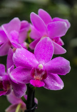 Carica l&#39;immagine nel visualizzatore Galleria, Phalaenopsis Pink Flamingo
