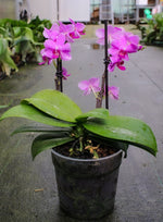 Carica l&#39;immagine nel visualizzatore Galleria, Phalaenopsis Pink Flamingo
