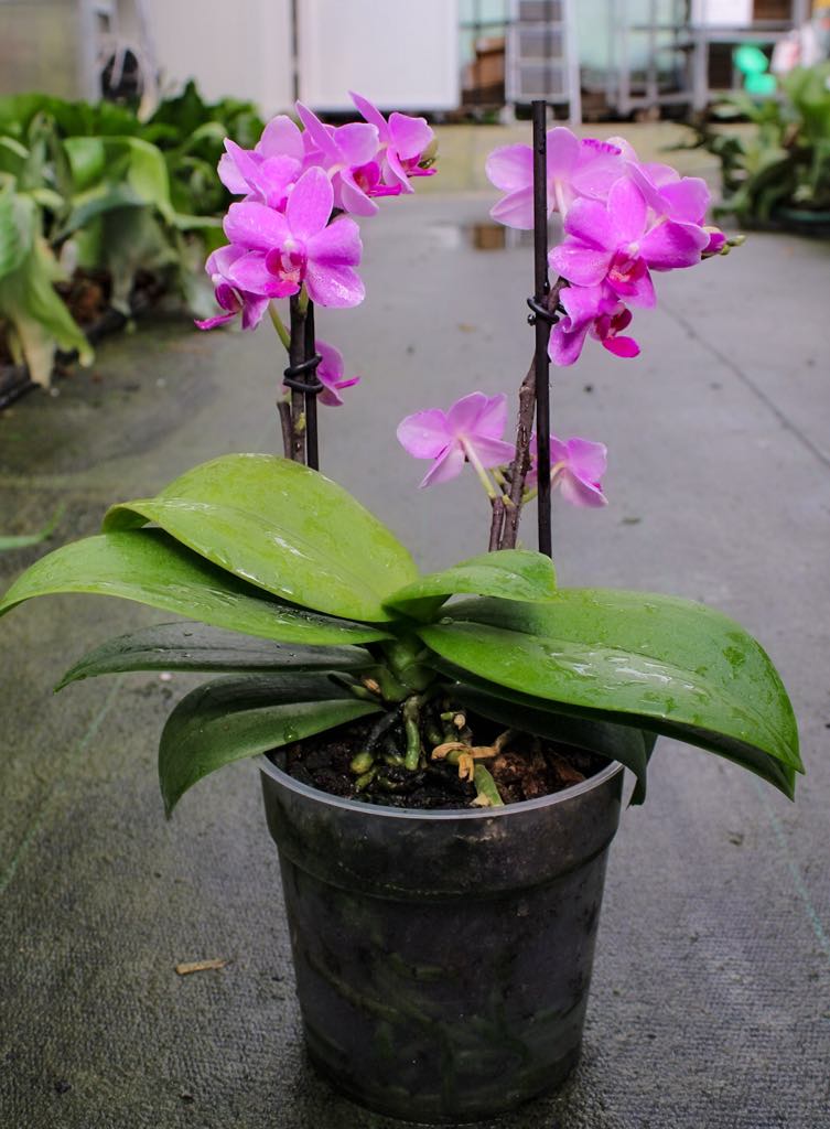 Phalaenopsis Pink Flamingo