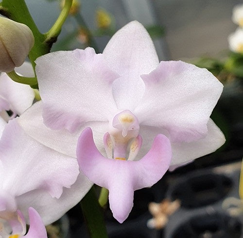 Phalaenopsis Purple Gem "Pink" (Phal. pulcherrima 'blue' × Phal. equestris var. alba)