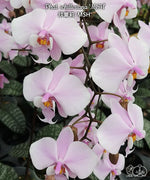 Load image into Gallery viewer, Phalaenopsis schilleriana 'MSH'