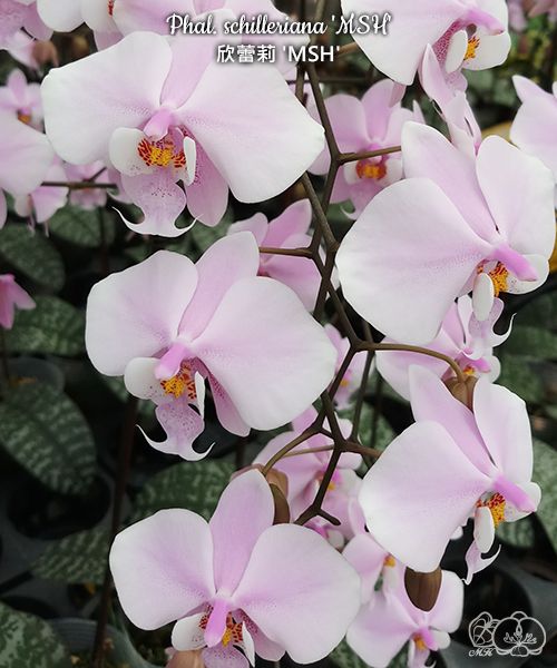 Phalaenopsis schilleriana 'MSH'