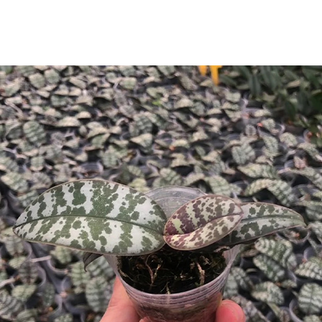 Phalaenopsis schilleriana 'MSH'