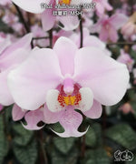 Load image into Gallery viewer, Phalaenopsis schilleriana 'MSH'