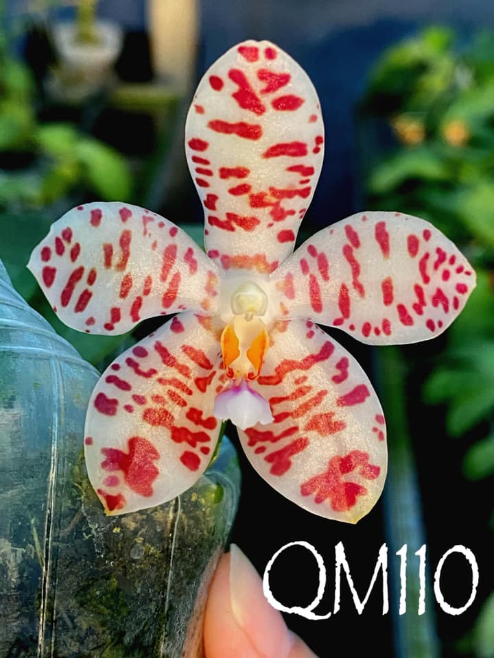 Phalaenopsis Gentleman Jack f. alba (tetraspis alba x gigantea alba) 'Mainshow'