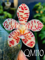 Phalaenopsis Gentleman Jack f. alba (tetraspis alba x gigantea alba) 'Mainshow'