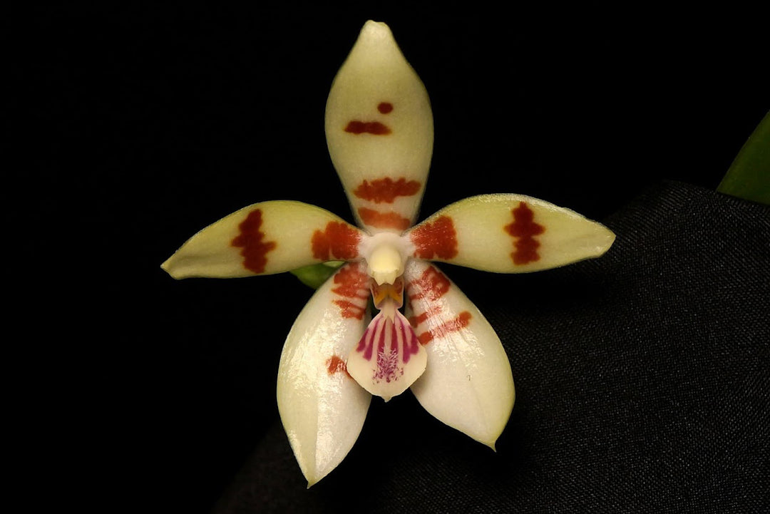 Phalaenopsis Tein Noi (tetraspis × cochlearis)