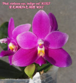 Carica l&#39;immagine nel visualizzatore Galleria, Phalaenopsis violacea var. indigo red &#39;MIKI&#39;
