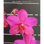 Load image into Gallery viewer, Phalaenopsis Buddha's Treasure
