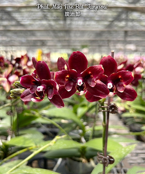 Phalaenopsis Miki Fire Bat 'Tanjirou'
