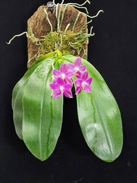 Phalaenopsis Schillgig (gigantea X schilleriana)
