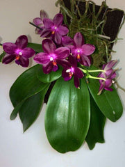 Phalaenopsis Zheng Min Jacaranda 'Yungho' Mainshow