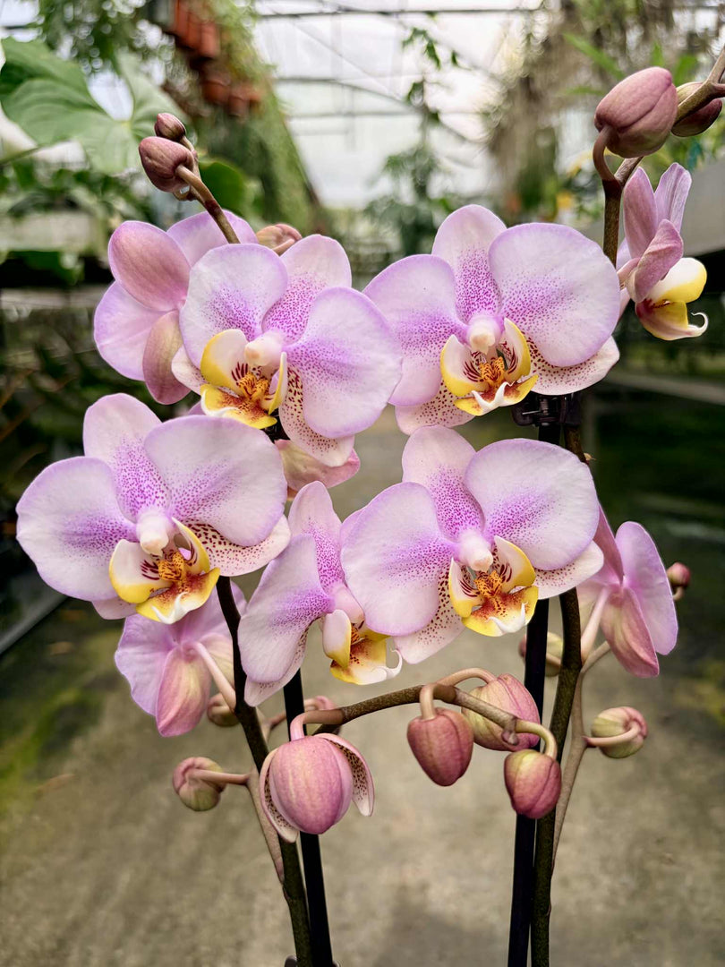 Phalaenopsis Carola