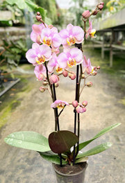 Phalaenopsis Carola