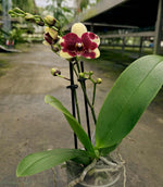 Carica l&#39;immagine nel visualizzatore Galleria, Phalaenopsis Catania
