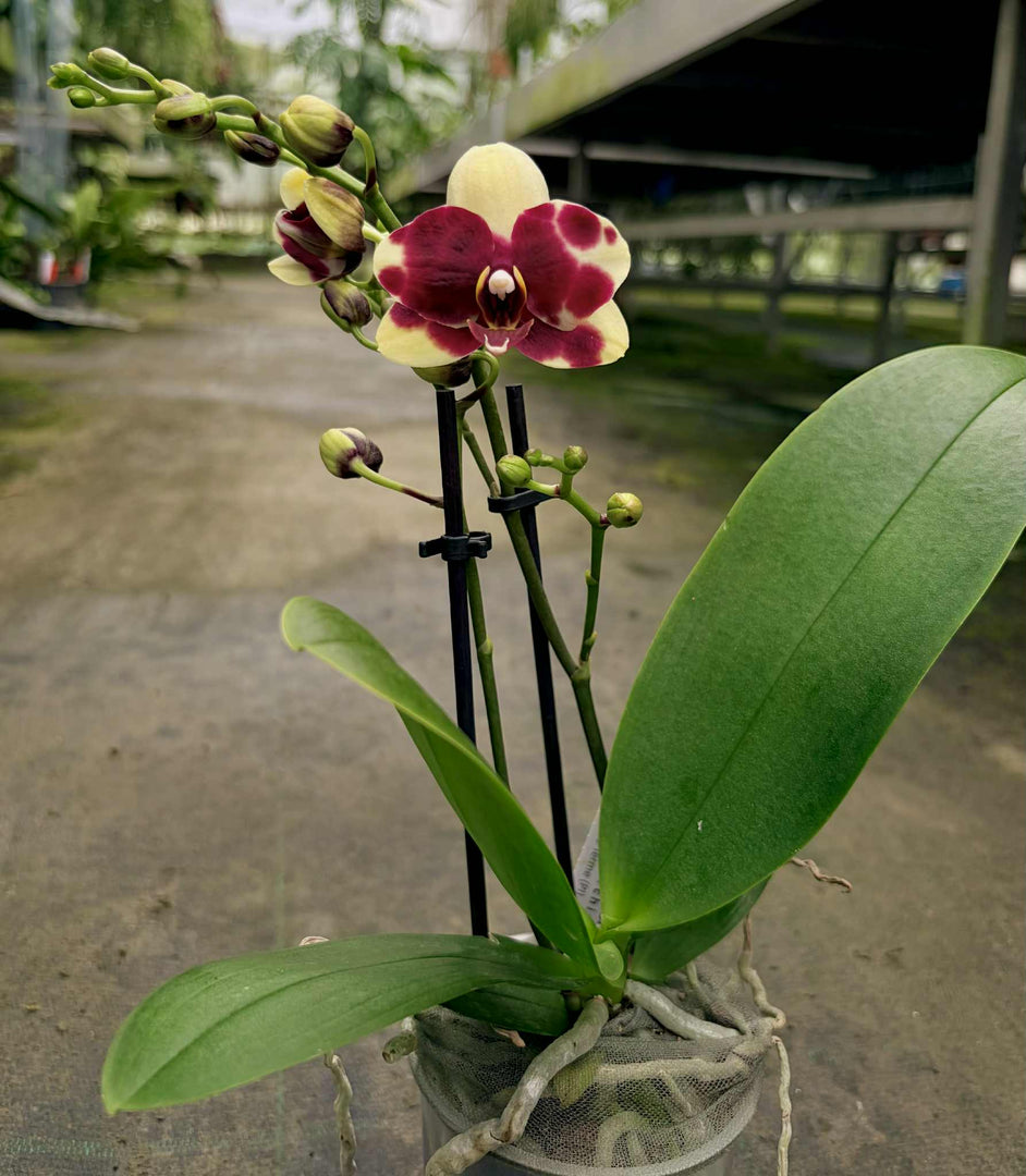 Phalaenopsis Catania