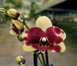 Carica l&#39;immagine nel visualizzatore Galleria, Phalaenopsis Catania
