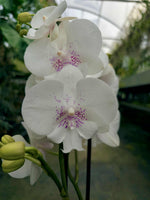 Carica l&#39;immagine nel visualizzatore Galleria, Phalaenopsis Essential - Big Lip
