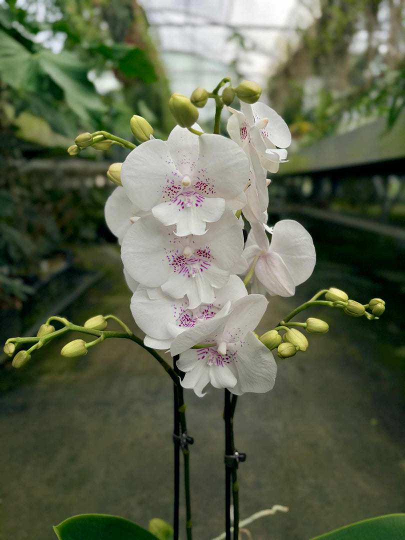 Phalaenopsis Essential - Big Lip