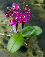 Carica l&#39;immagine nel visualizzatore Galleria, Phalaenopsis Fruity Parfume
