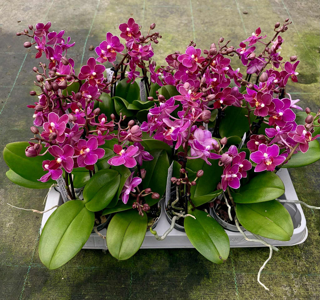 Phalaenopsis Fruity Parfume
